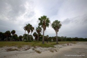 fort-desoto-cabbage-palm-growing-on-beach
